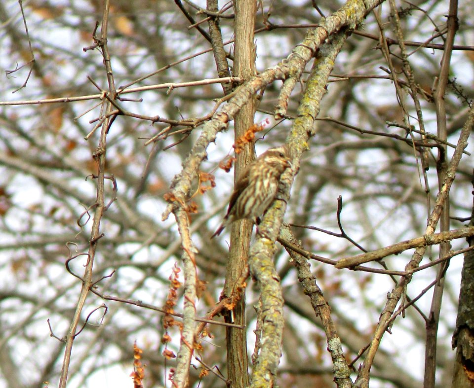 IMG 0514 c Purple Finch Willow Slough FWA IN 10-29-2014
