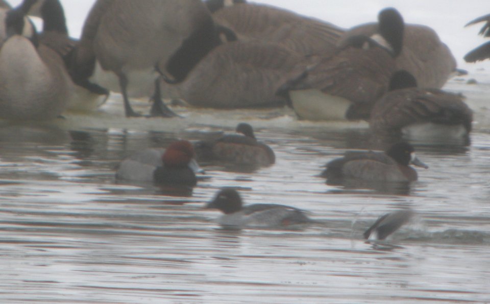 DSCN1234 c Redhead Kankakee Co IL 12-17-2013