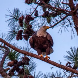 Bald Eagle at Berry College