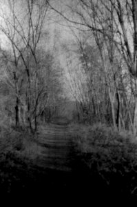 Praktica BMS - Path in the Wood