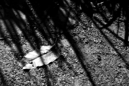 Sony Alpha A230 with Helios-44-2 - Leaf in the Stream