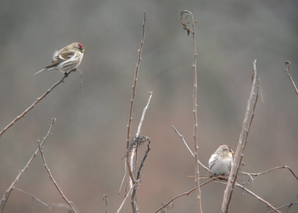DSCN5421 c Common Redpoll Willow Slough FWA IN 12-21-2014