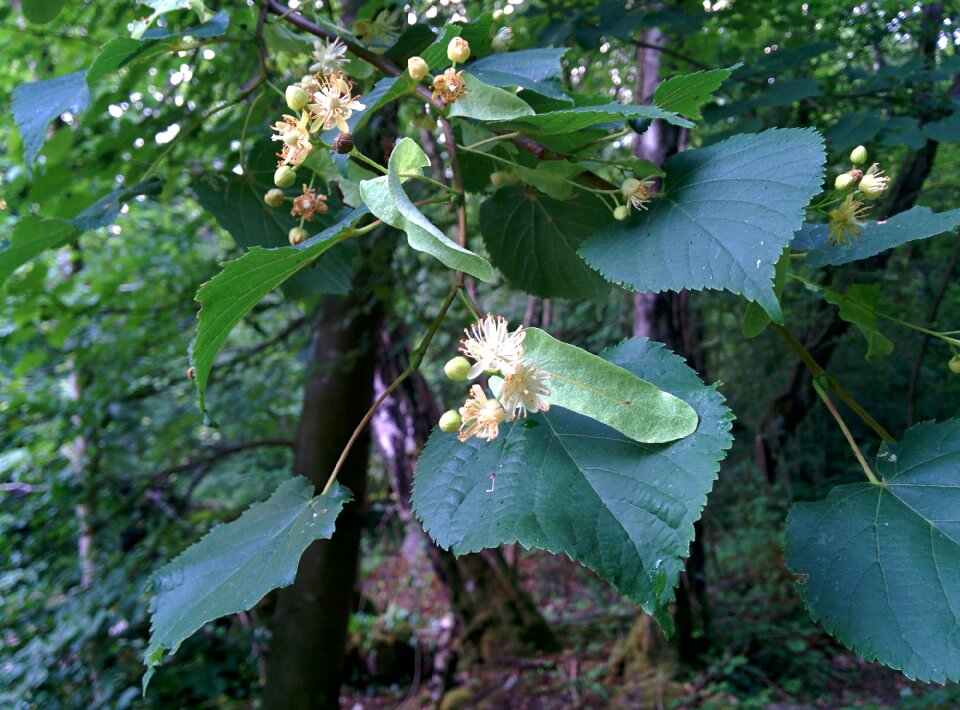 Blossom herbal tree