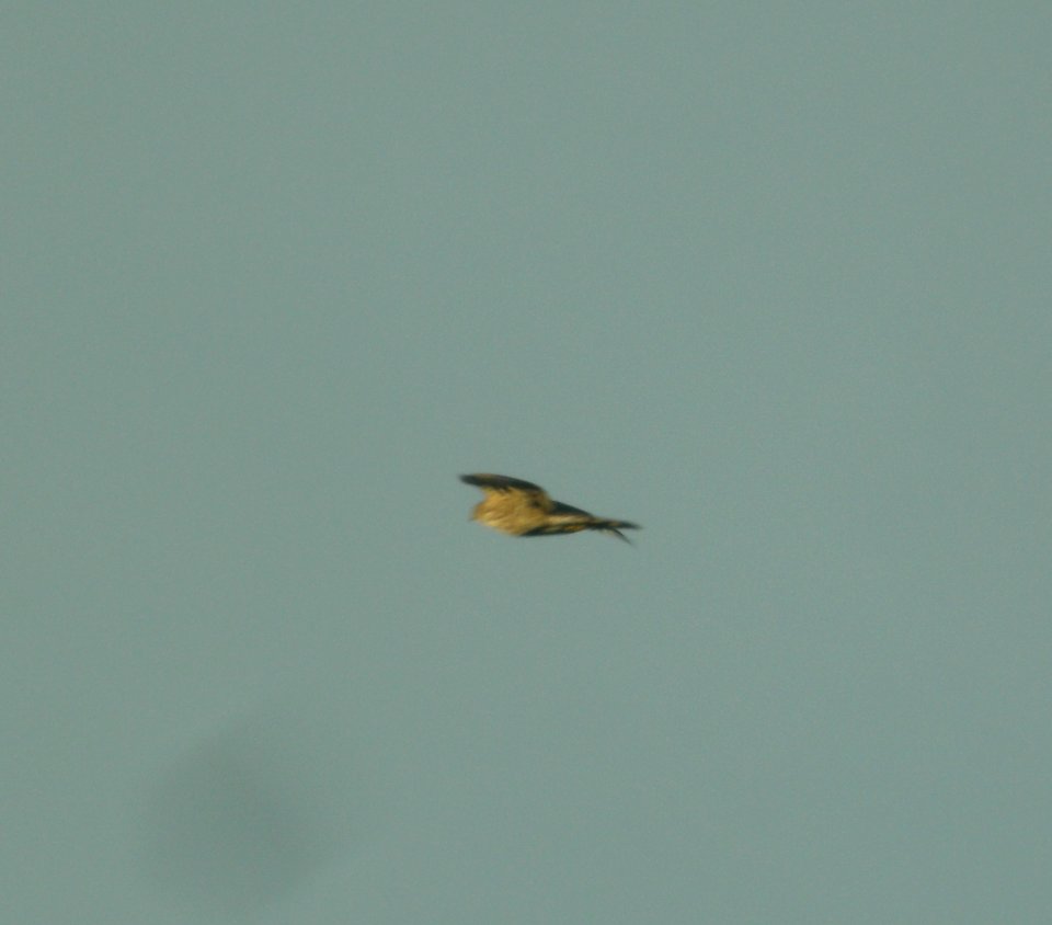 DSCN4416 c Sharp-shinned Hawk  Kankakee IL 9-27-2014