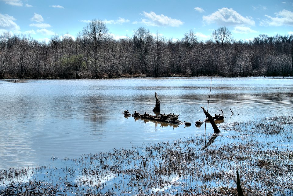 Turtles enjoying a day at the Ocmulgee National Monument photo