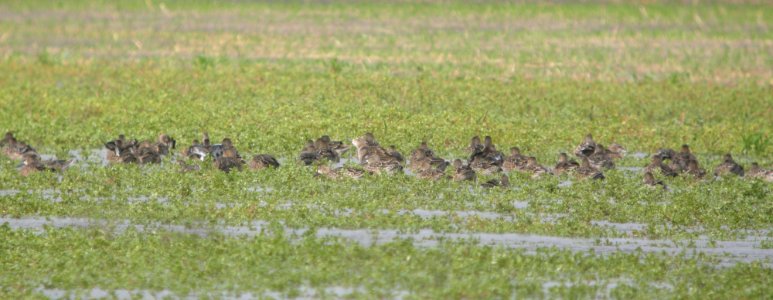 DSCN4474 c Blue-winged Teal H & E Sod Momence IL 10-3-2014