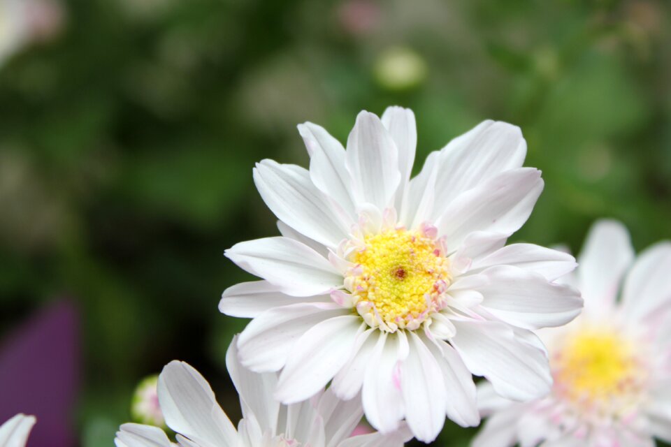 Chu chrysanthemum flower hua xie
