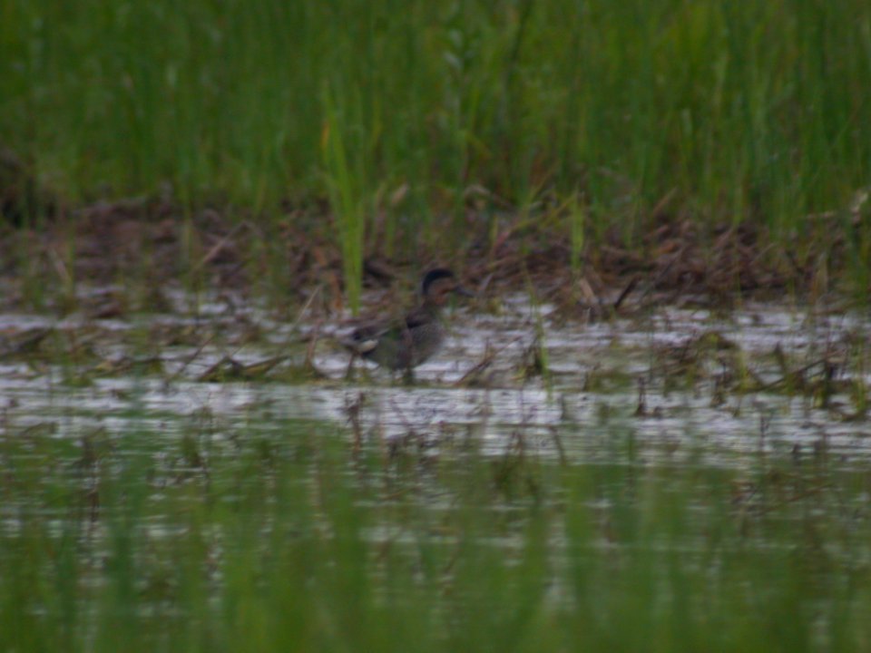 DSCN9081TNC Green-winged Teal  Kankakee Sands, Enos, IN 6-08-03
