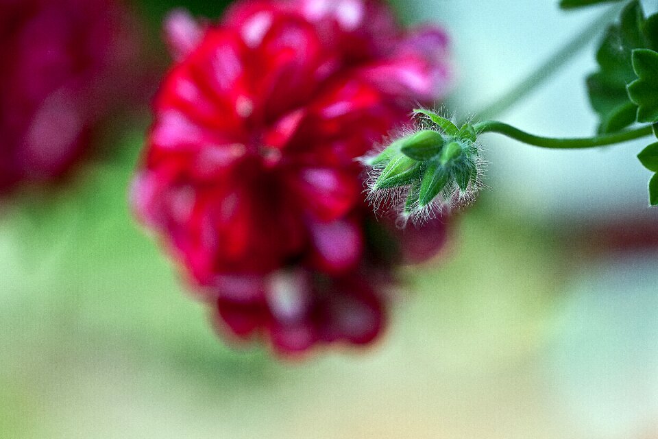 Plant nature flourishing