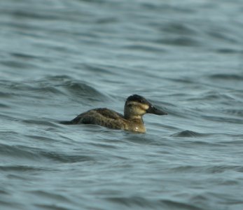 DSCN4844 c Ruddy Duck Willow Slough FWA IN 11-10-2014