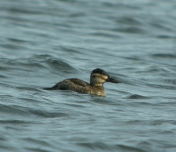 DSCN4844 c Ruddy Duck Willow Slough FWA IN 11-10-2014 photo