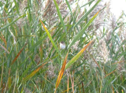 IMG 0295 c Marsh Wren TNC Kankakee Sands IN 10-11-2014