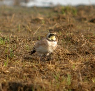 DSCN4131 c Horned Lark H & E Sod Momence IL 8-30-2014