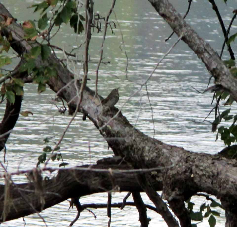 IMG 0190 c Gray-cheeked Thrush  Bourbonnais IL 9-25-2014 (Photo thru bins)