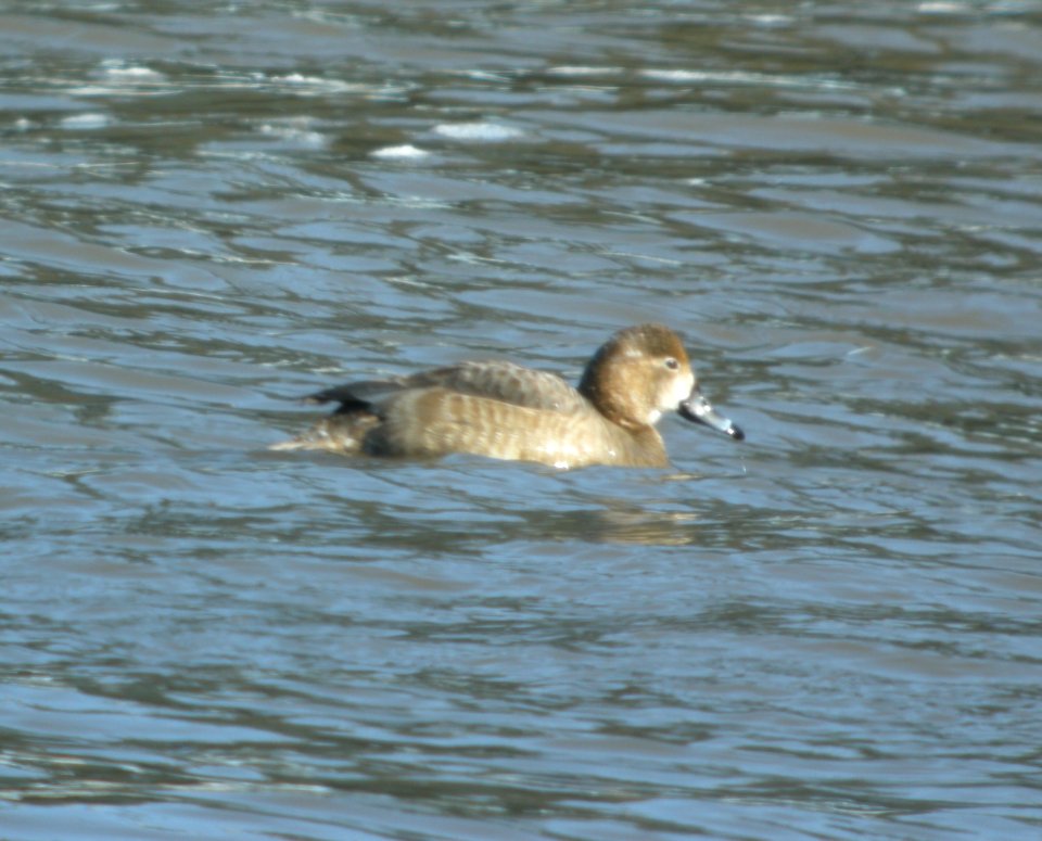 DSCN2560 c Redhead Kankakee Co IL 2-26-2014