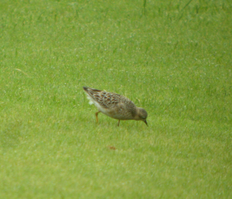 DSCN4181 c Buff-breasted Sandpiper H & E Sod Momence IL 9-1-2014