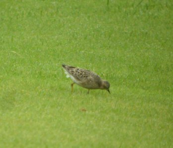 DSCN4181 c Buff-breasted Sandpiper H & E Sod Momence IL 9-1-2014