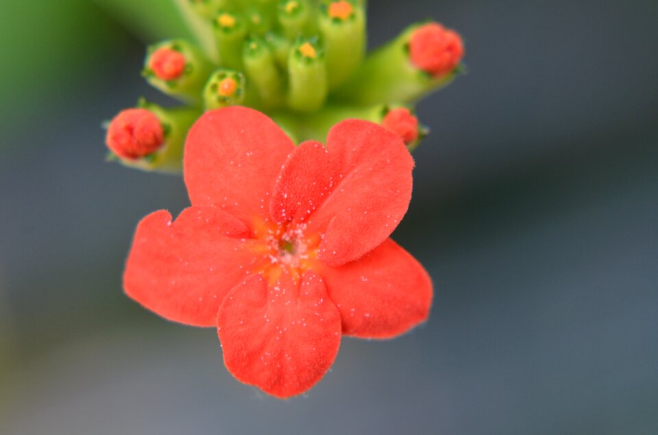 Macro simple beautiful