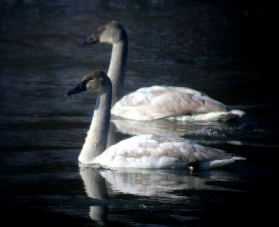 DSCN2392 Trumpeter Swan D Juv Perry Farm Bourbonnais IL 12-21-05