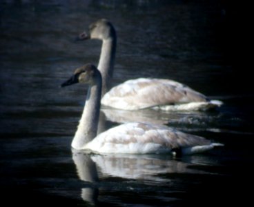 DSCN2392 Trumpeter Swan D Juv Perry Farm Bourbonnais IL 12-21-05