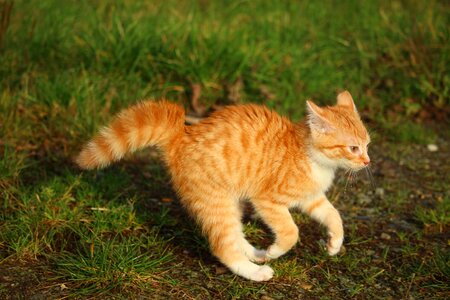 Cat autumn playful