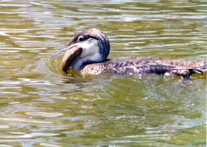 0 Common Loon Willow Slough FWA IN 5-1995 (Photos by Don McBroom)