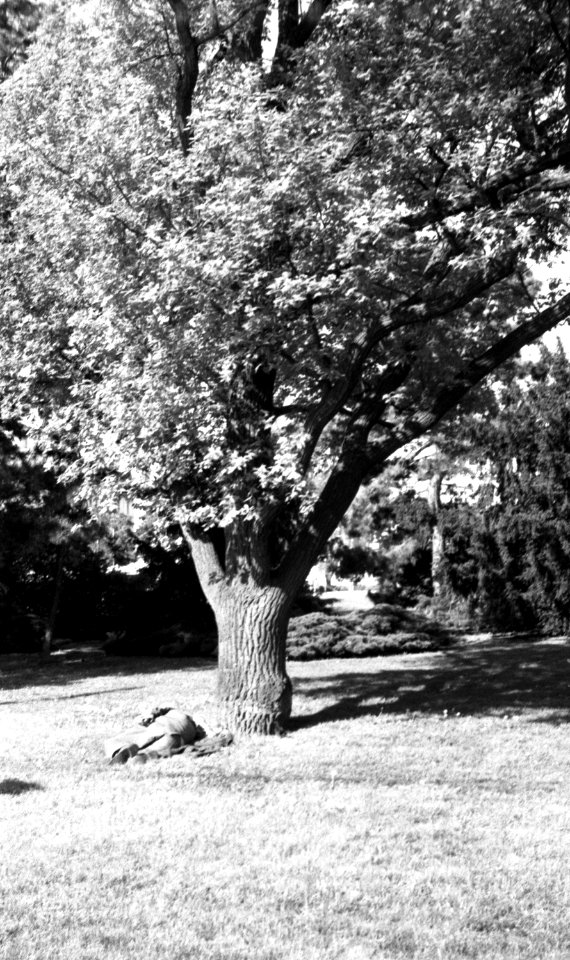 Beirette VSN - Man Sleeping Under the Tree 2