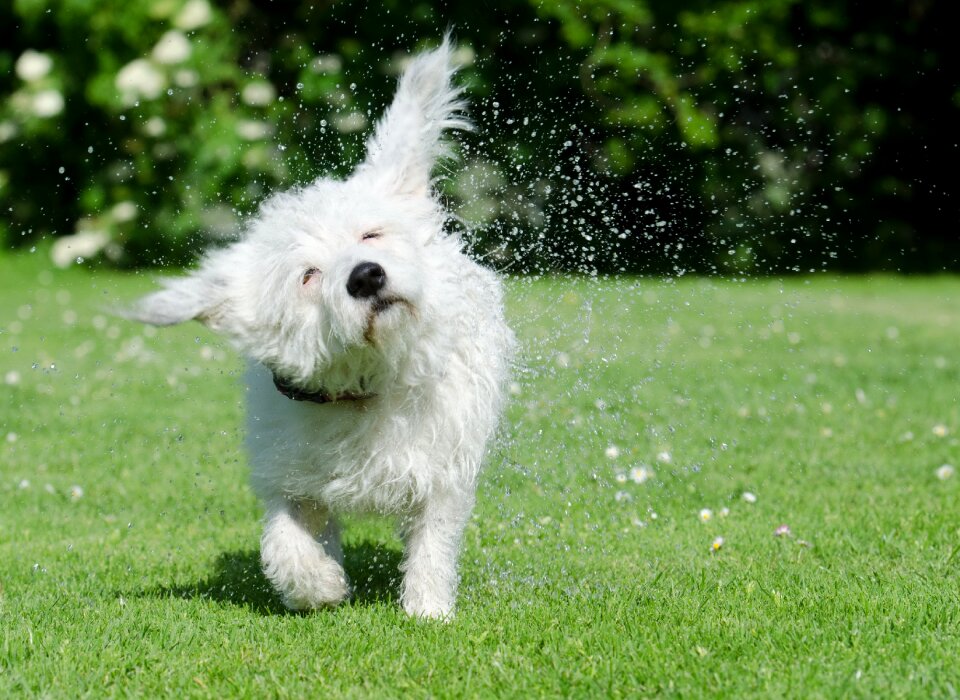 Small white mongrel hybrid small dog