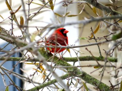 Cardinal in the Snow