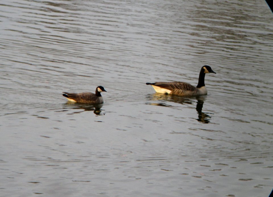 IMG 0598 c Cackling Goose  Kankakee IL 11-7-2014
