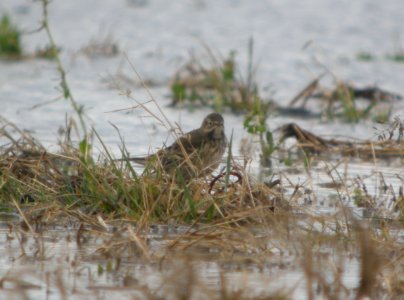 DSCN4480 c American Pipit H & E Sod Momence IL 10-3-2014