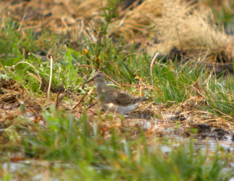 DSCN4477 c Pectoral Sandpiper H & E Sod Momence IL 10-3-2014