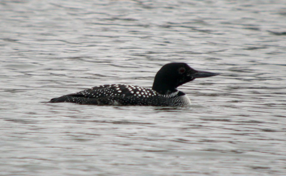 DSCN3349 Common Loon Beckman Park Kankakee IL 3-29-06