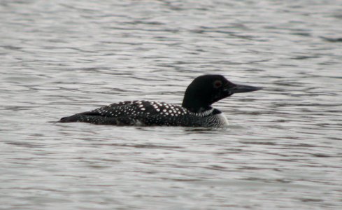 DSCN3349 Common Loon Beckman Park Kankakee IL 3-29-06