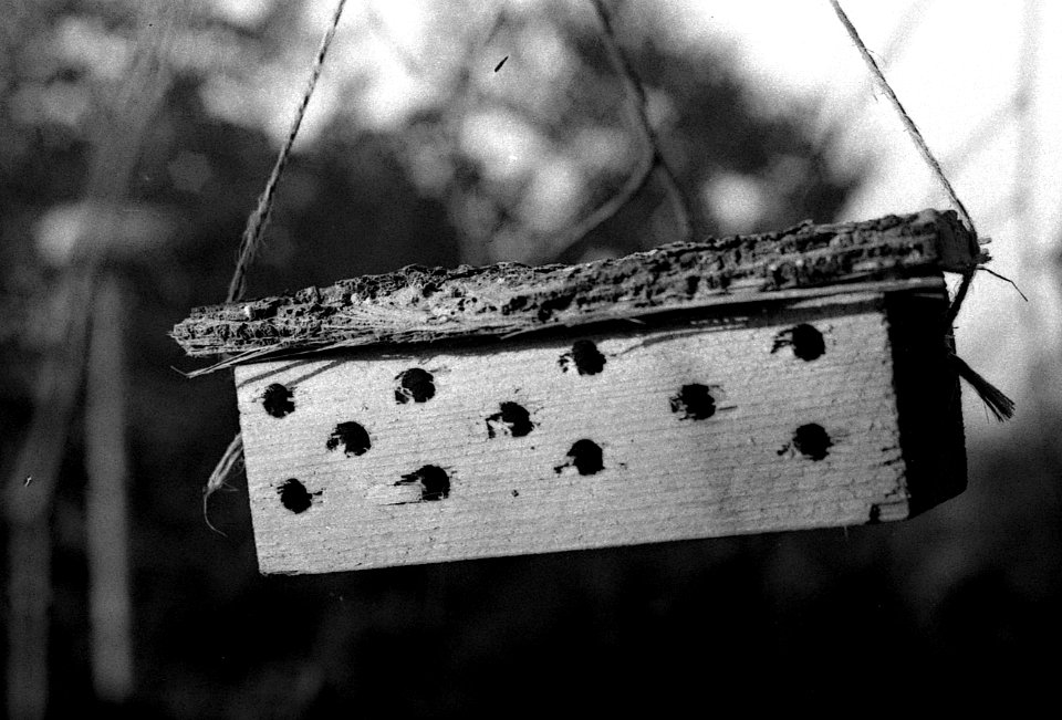 Ricoh TLS 401 with Helios 44-2 - Bees Hotel