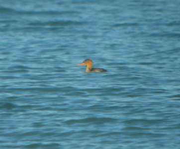 DSCN4698. c Red-breasted Merganser Wind Point WI 10-25-2014JPG