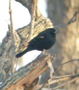 DSCN0235 c Red-winged Blackbird  Kankakee IL 12-12-2013 (Photo thru Bins thru Office Window)