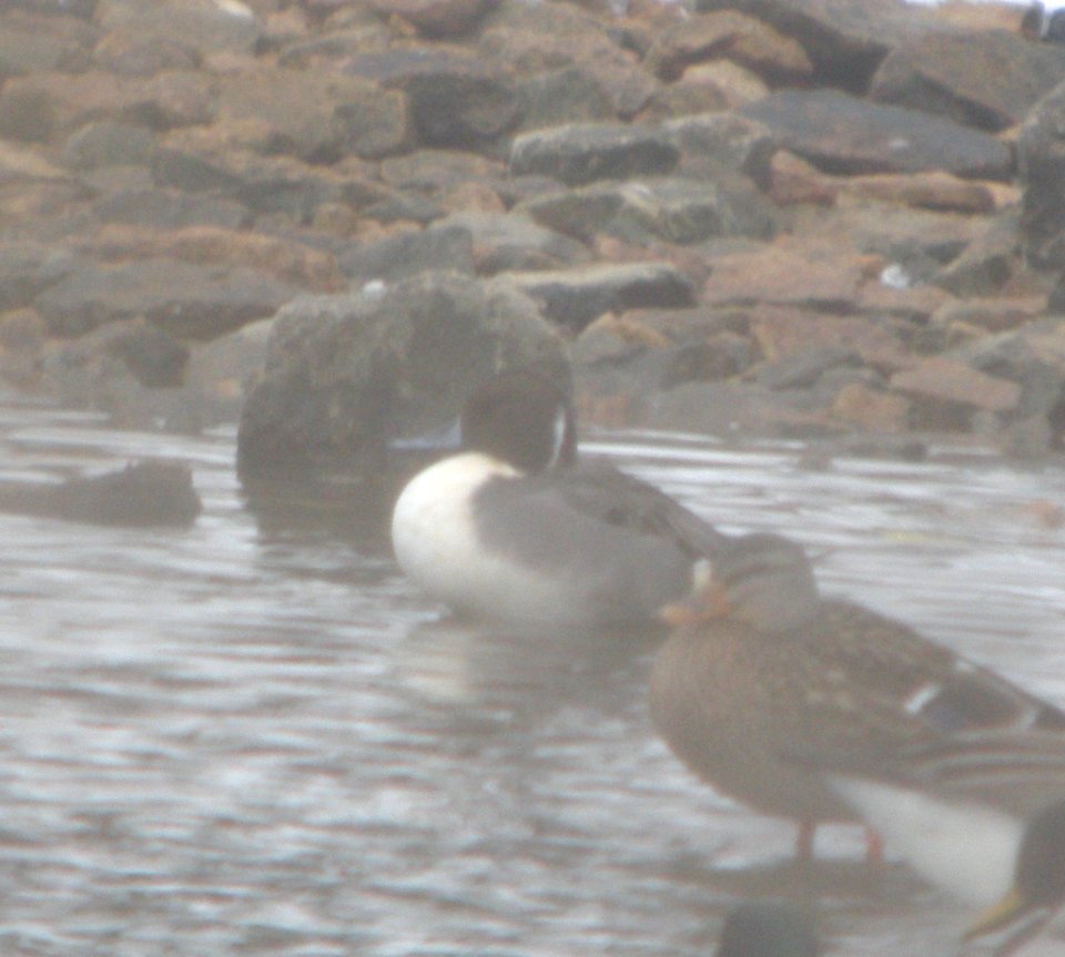 DSCN1645 c Northern Pintail Kankakee Co IL 1-10-2014