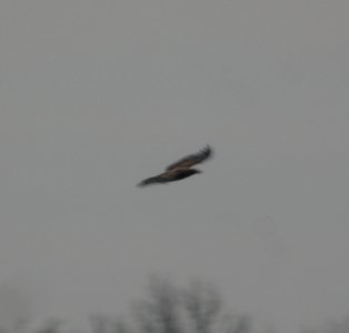 DSCN4738 c Bald Eagle Willow Slough FWA IN 10-29-2014