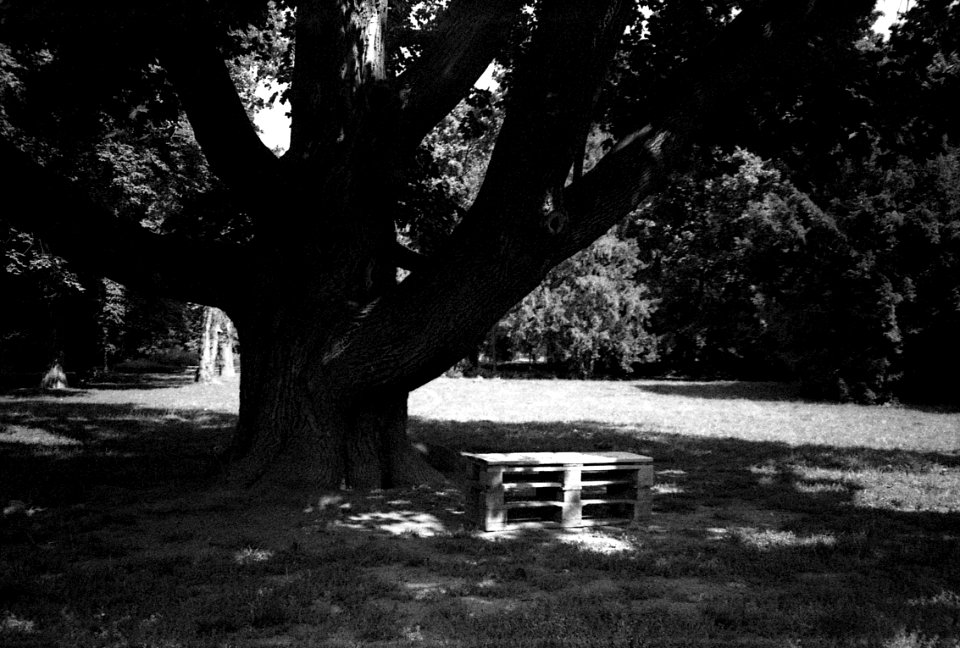 Canon Prima Zoom 80u (Sure Shot 80u) - Under the Tree