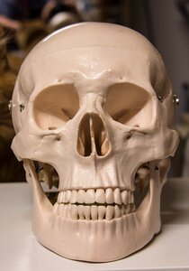 Bone skull bone weird photo