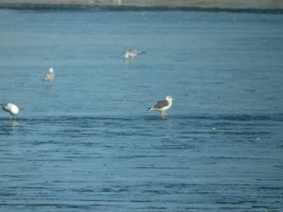 DSCN5381 Lesser Black-backed Gull Cherry Creek SP CO 12-12-2014