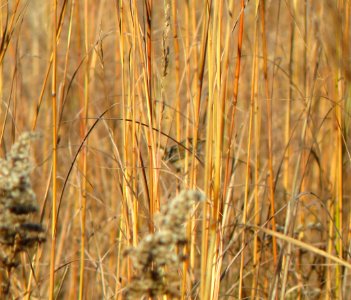 IMG 0410 c Marsh Wren  Bourbonnais IL 10-22-2014