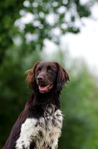 Portrait hunting dog wet fur photo
