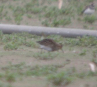 DSCN3867 c Pectoral Sandpiper  Momence IL 8-10-2014