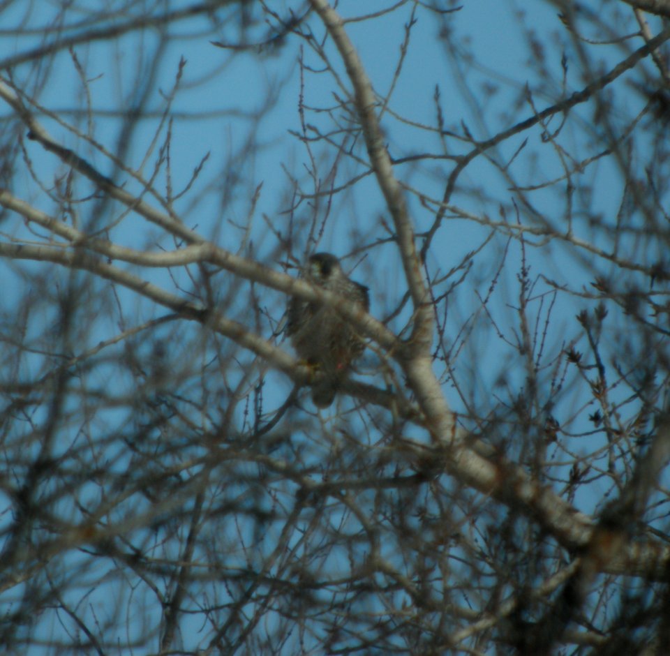DSCN2458 c Peregrine Falcon Grundy Co IL 2-21-2014