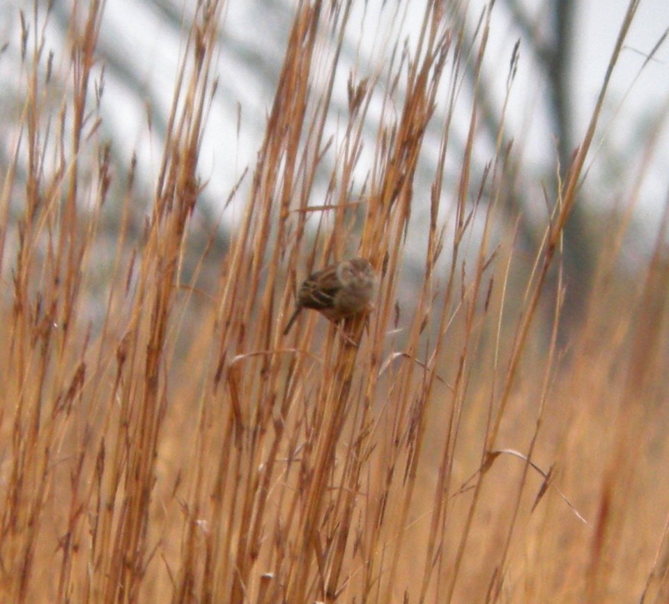 DSCN0116 c Field Sparrow  Kankakee Co IL 11-22-2013 (Photo thru Bins)