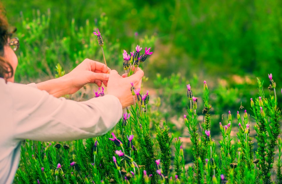 Llega la Primavera - Spring arrives