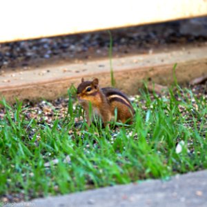 Return of the Chipmunk