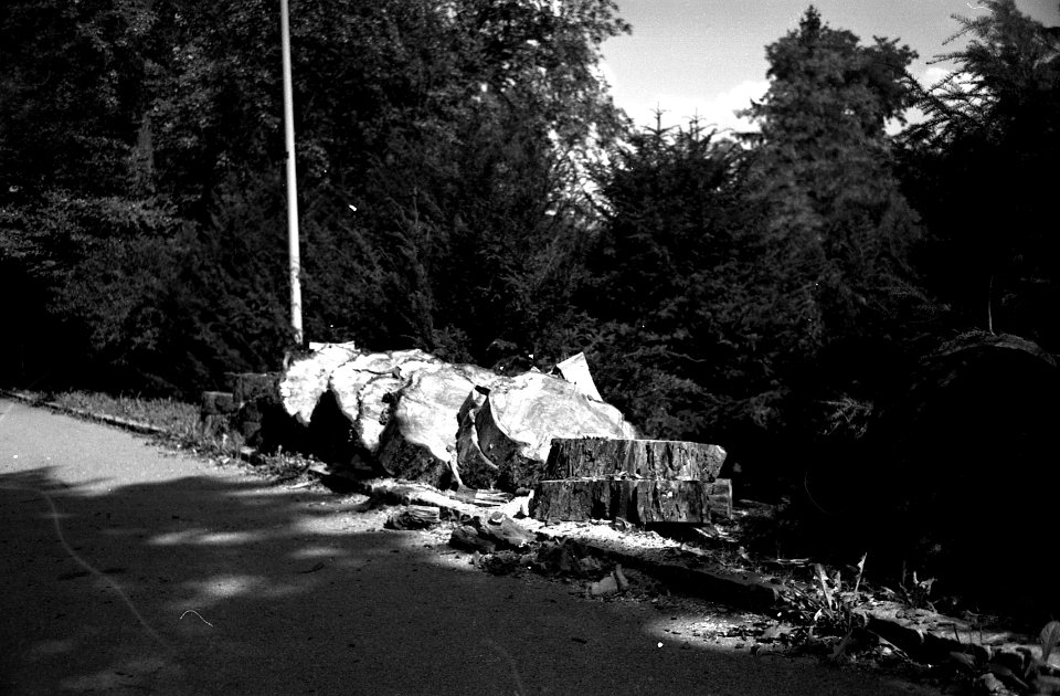 Kiev 4 + Jupiter-12 - Cut Down Tree in the Park